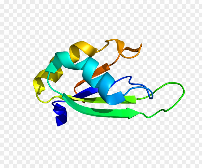 PABPN1 Poly(A)-binding Protein Oculopharyngeal Muscular Dystrophy Polyadenylation PNG