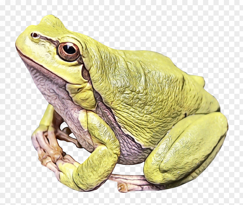 American Bullfrog Amphibians Clip Art PNG