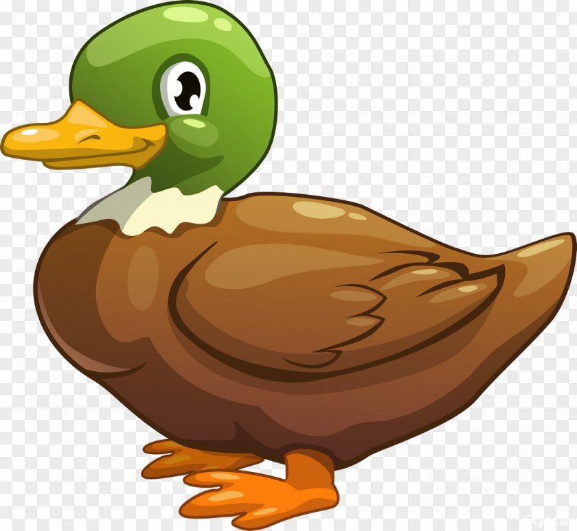 Birds Duck Animated Cartoon PNG