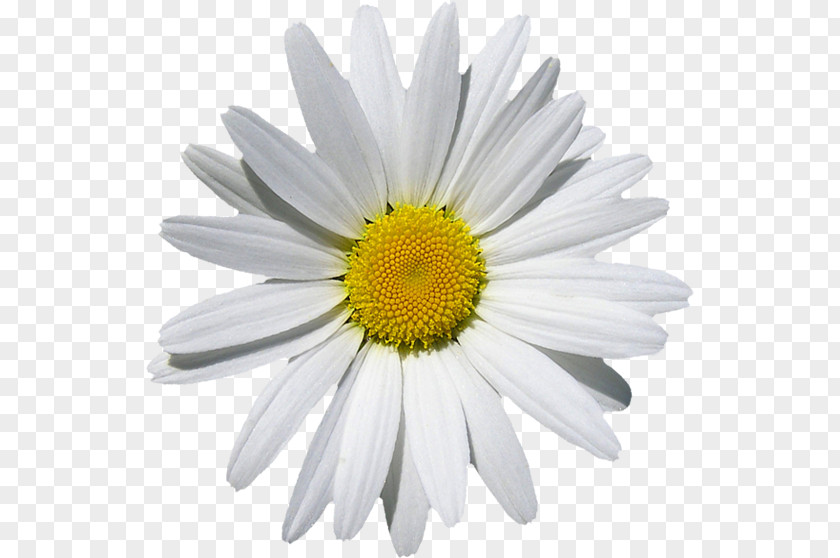 Chrysanthemum Oxeye Daisy Common Marguerite Machine Embroidery PNG
