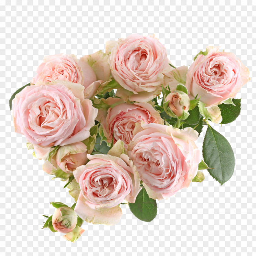 Dynasty Garden Roses Cabbage Rose Floribunda Cut Flowers PNG