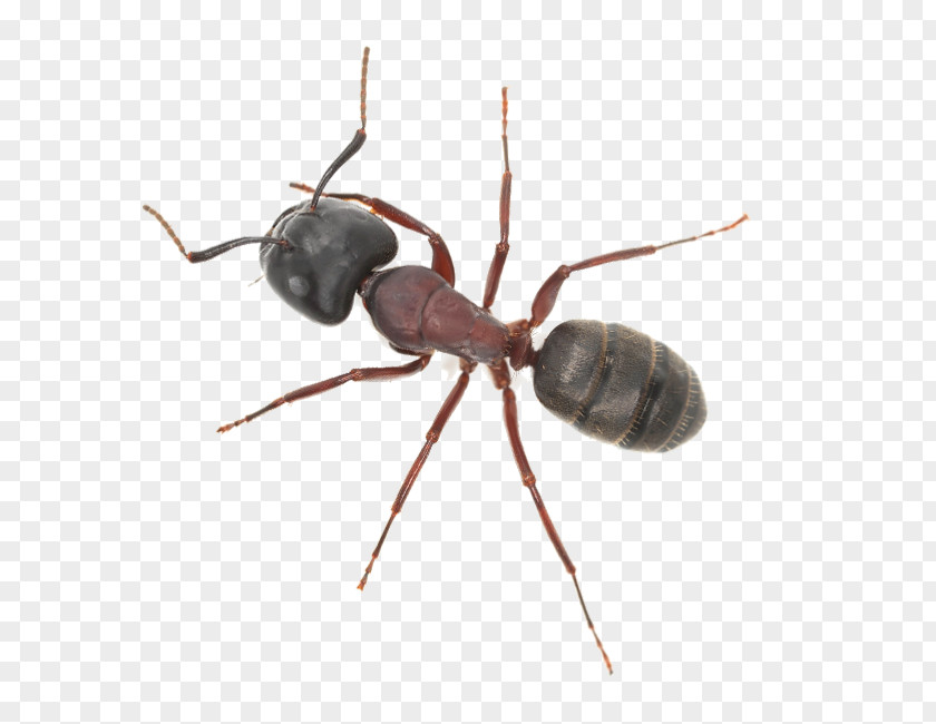 Insect Ant Pest Control Termite PNG