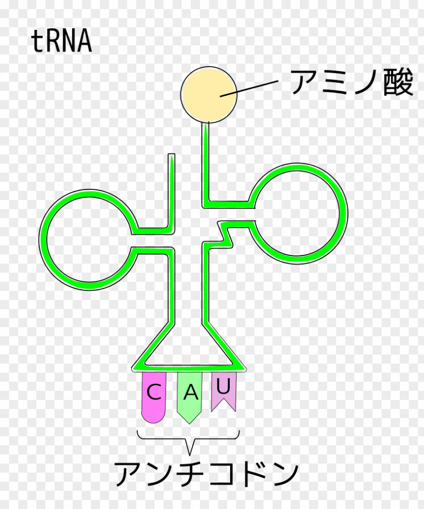 Rna Transfer RNA Organism Anticodon PNG