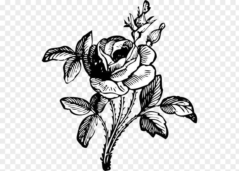 Vector Roses Rose Flower Drawing Clip Art PNG