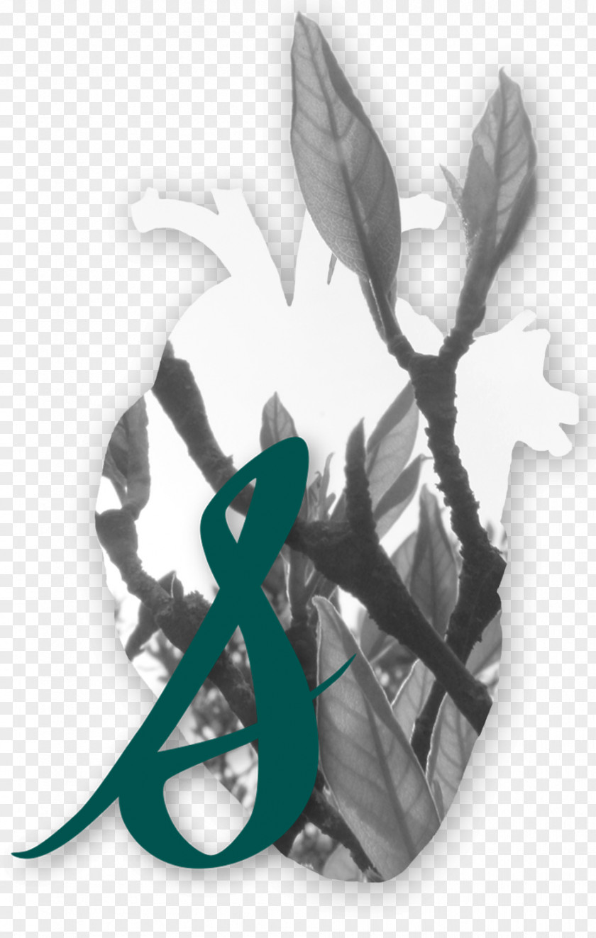 Design Teal Leaf PNG