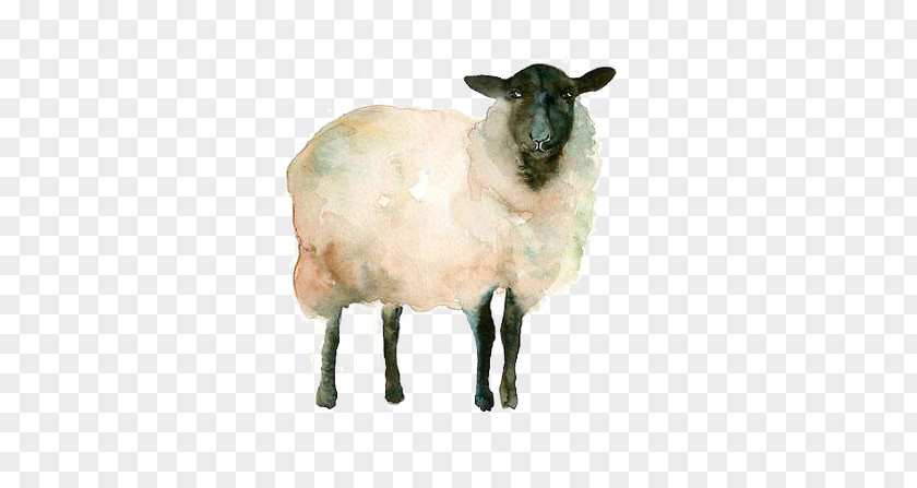Goat Icelandic Sheep Watercolor Painting Drawing Sketch PNG