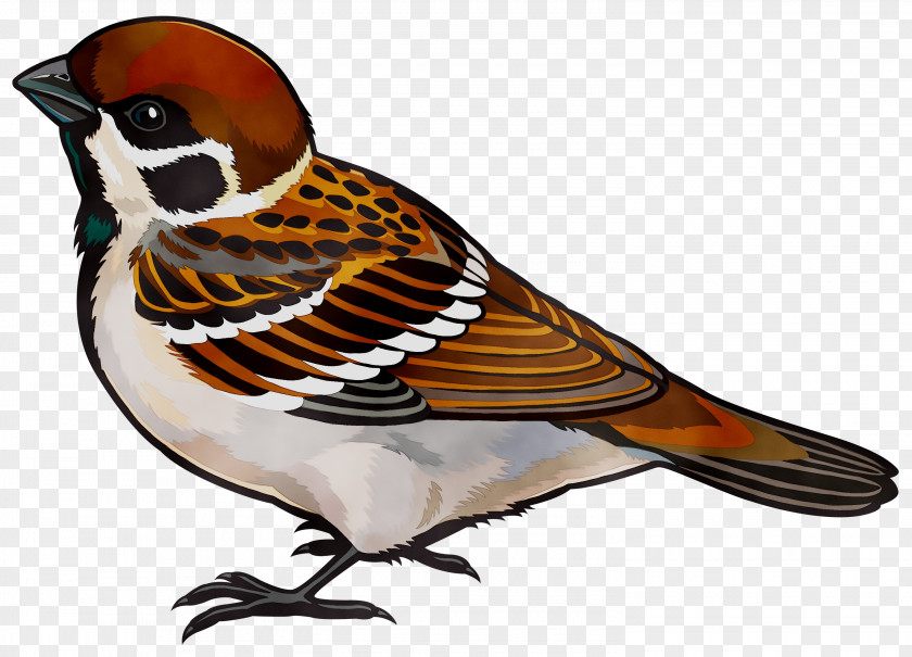 House Sparrow Clip Art Vector Graphics PNG