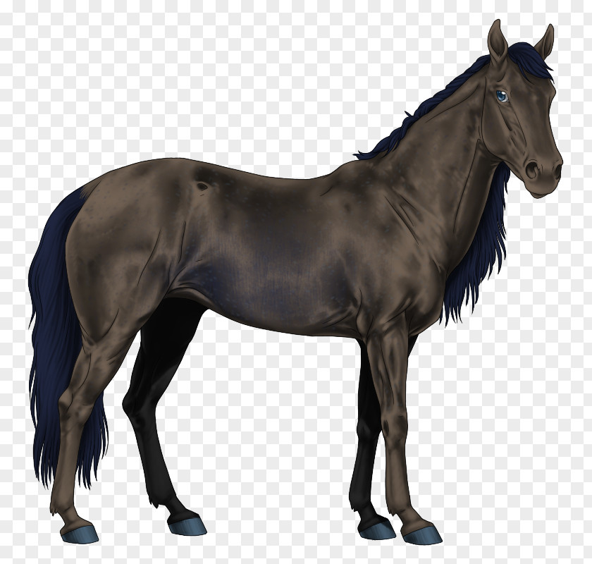 Mustang American Paint Horse Stallion Arabian Quarter PNG