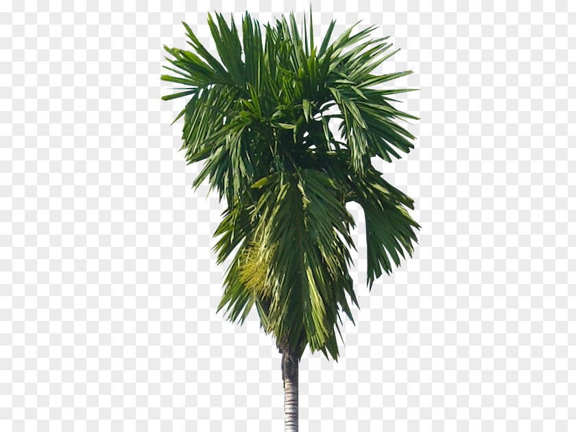 Tree Areca Palm Arecaceae Nut Catechu PNG