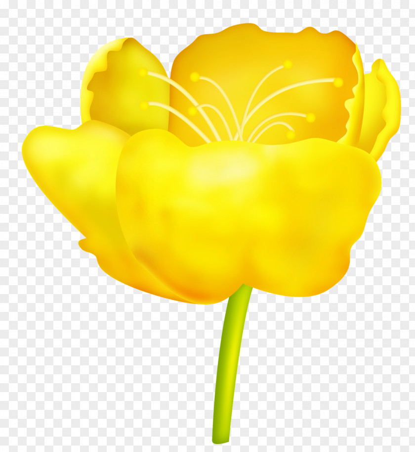 Tulip Flower Petal Clip Art PNG