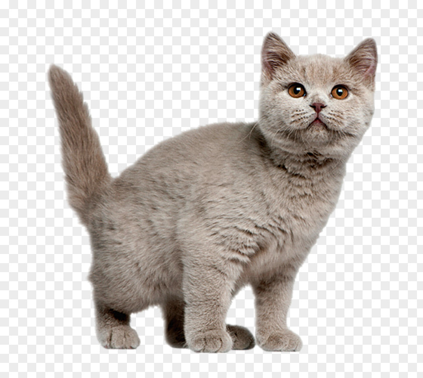 Cute Cat British Shorthair American Exotic Chartreux Persian PNG