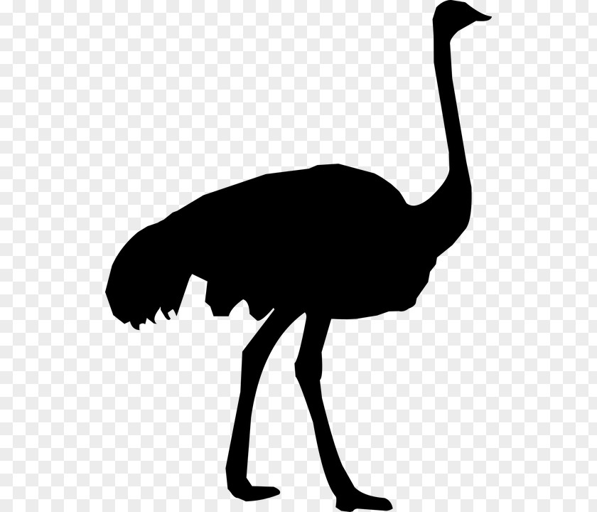Fern Ostrich Common Clip Art Silhouette Vector Graphics PNG