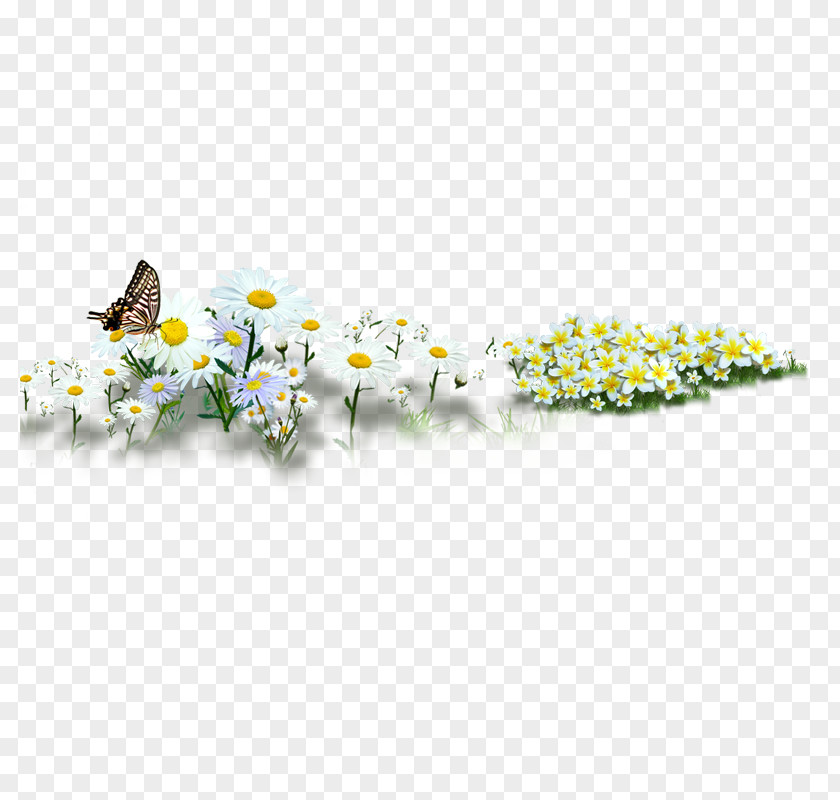 Floral Decoration Common Sunflower Daisy PNG