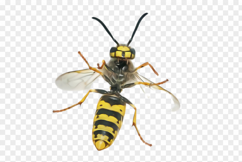 Megachilidae Hornet Insect Eumenidae Pest Wasp PNG