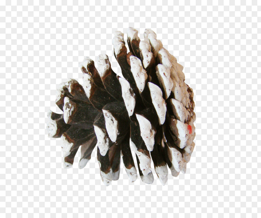 Pine Conifer Cone Spruce Clip Art PNG