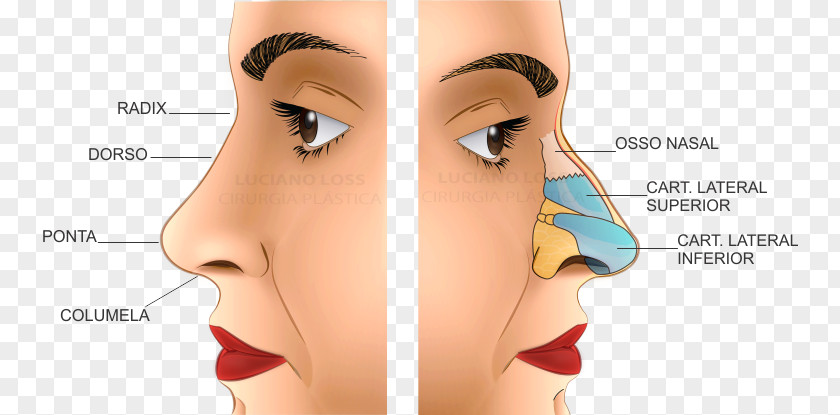 Span And Div Nose Human Anatomy Rhinoplasty Body PNG