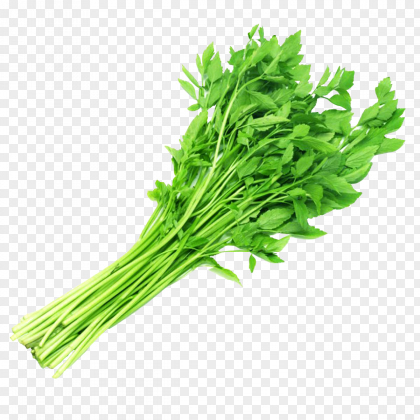 Vegetable Coriander Parsley Water Celery PNG