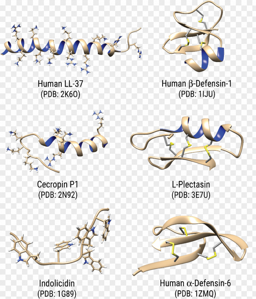 Cation Antimicrobial Peptides Cathelicidin Cecropin Defensin PNG