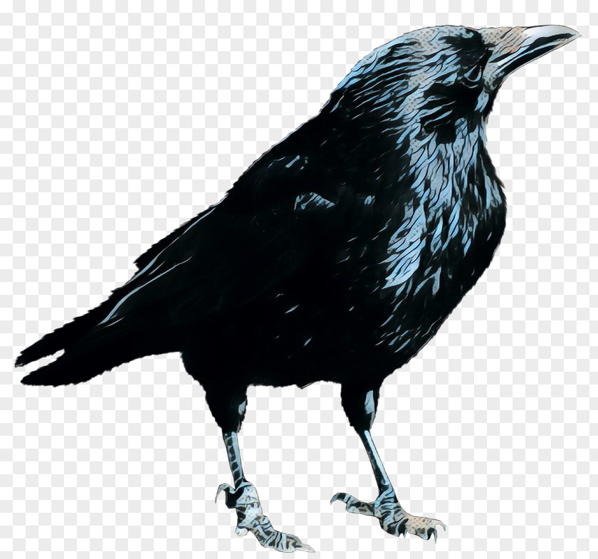 Crow Clip Art Common Raven Image PNG