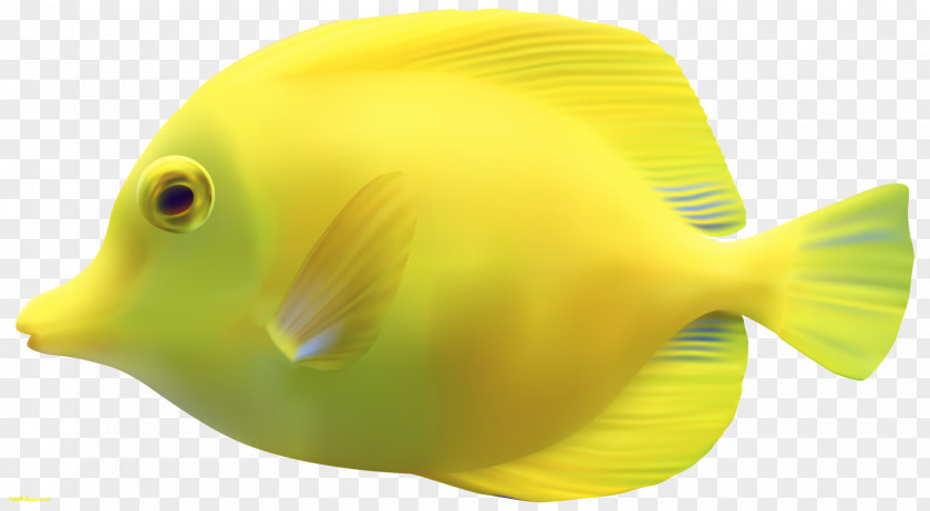 Fish Wallpaper Desktop Clip Art PNG