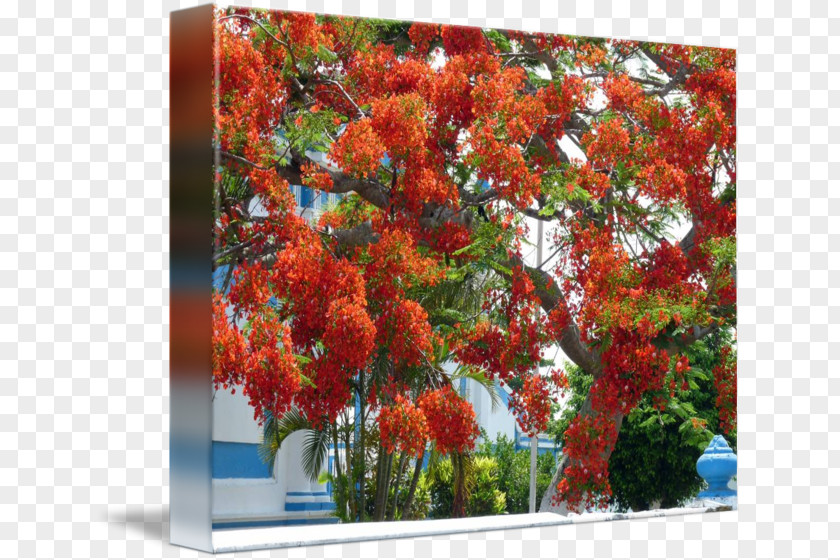 Flamboyan Royal Poinciana Art Imagekind Tree Painting PNG