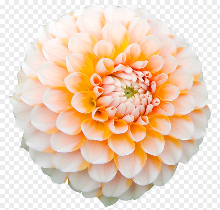 Flower Dahlia Desktop Wallpaper High-definition Television Garden PNG