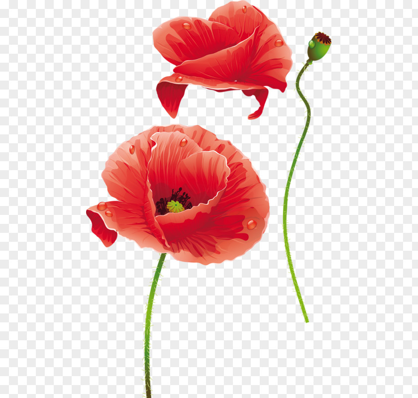 Flower Poppy Photography PNG