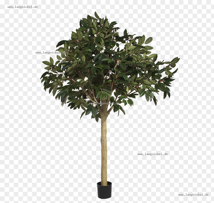 Tree Embryophyta Gum Trees Green Artificial Flower PNG