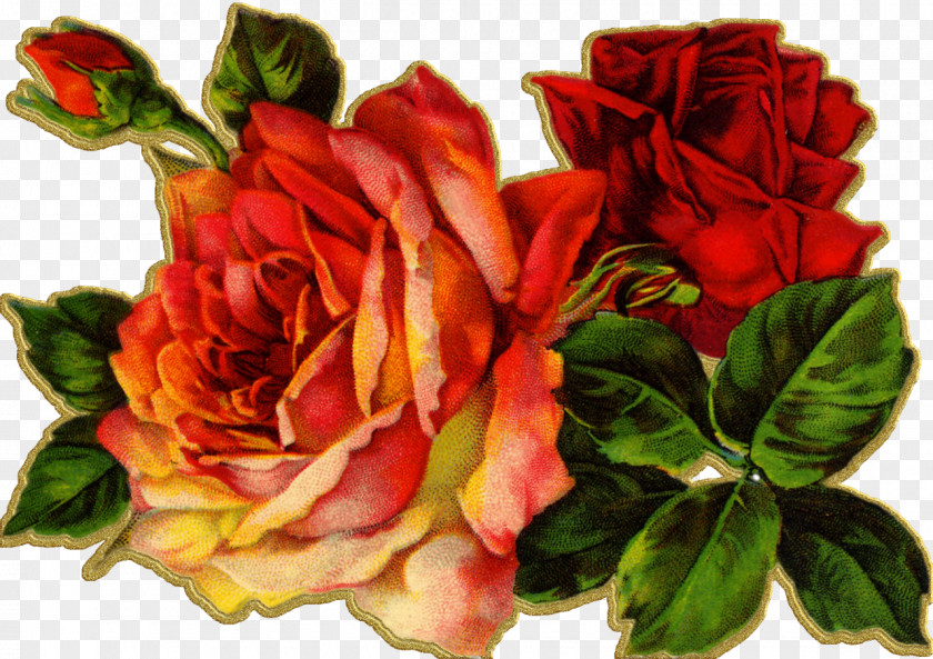 Watercolor Roses Vintage Clothing Antique Flower Clip Art PNG