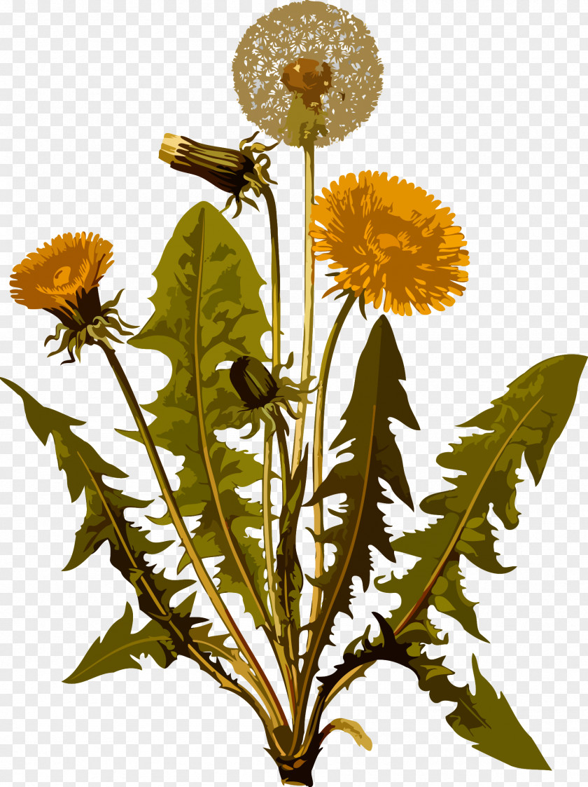 Dandelion The Teeth Of Lion Common In Praise Poison Ivy: Secret Virtues, Astonishing History, And Dangerous Lore World's Most Hated Plant Taraxacum Erythrospermum Coffee PNG