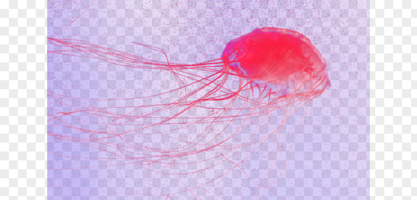 Dream Jellyfish Red Petal Invertebrate PNG