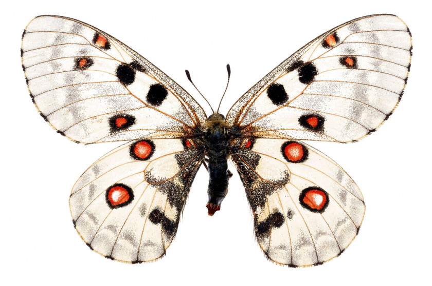 Papillon Puppies Butterfly Apollo Insect Arthropod PNG