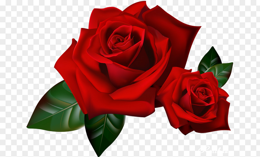 Red Rose Border Animation YouTube PNG