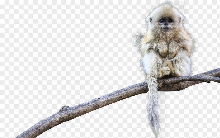 Small Golden Monkey Download PNG