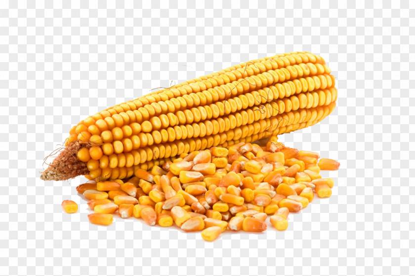 Yellow Corn Ukraine Syngenta Maize Seed Cultivar PNG