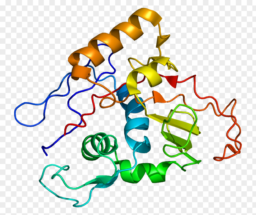 Na+/K+-ATPase ATPase, Na+/K+ Transporting, Alpha 1 Protein Hydrogen Potassium ATPase PNG