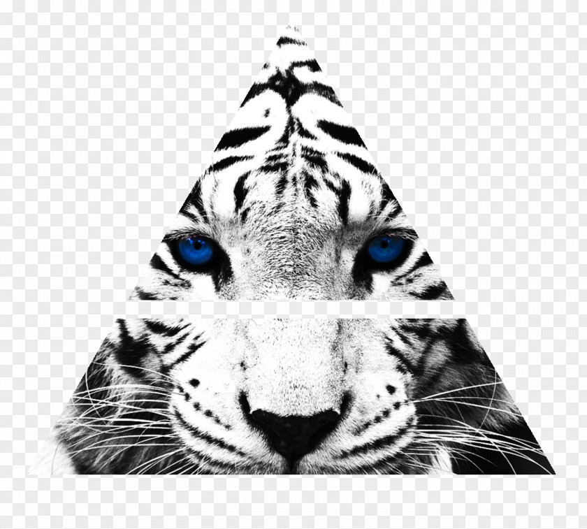 Tiger Paw Tiger's Curse White Desktop Wallpaper Felidae Zoo PNG