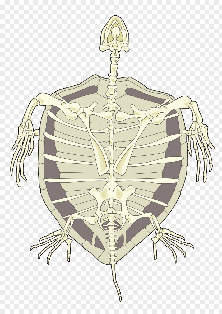 Turtle Tortoise Hawksbill Sea Human Skeleton PNG