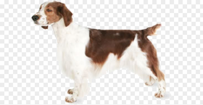 Welsh Springer Spaniel English Drentse Patrijshond Field Dog Breed PNG