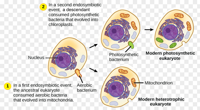 Cell Prokaryote Chloroplast Eukaryote Mitochondrion PNG