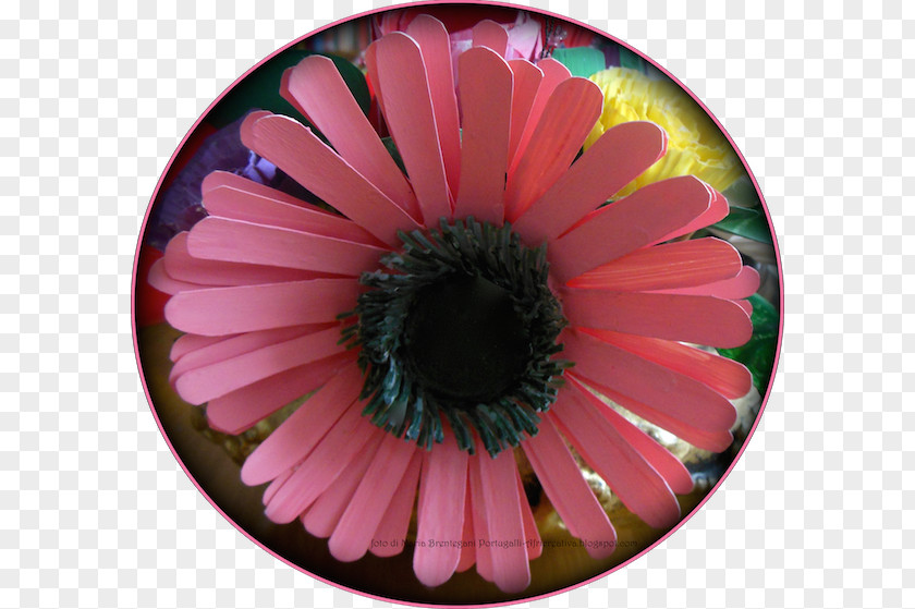 Gerbera Transvaal Daisy Family Flowering Plant Petal PNG