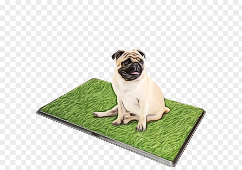 Pug Dog Breed Companion Toy Snout PNG