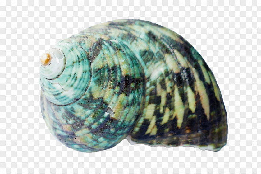 Shell Beach Clam Seashell PNG
