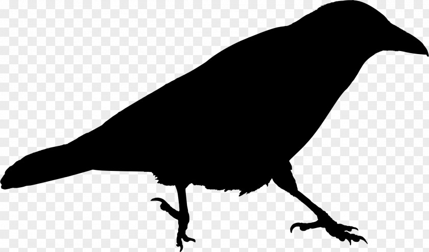 Clip Art American Crow Royalty-free Pigeons And Doves Image PNG