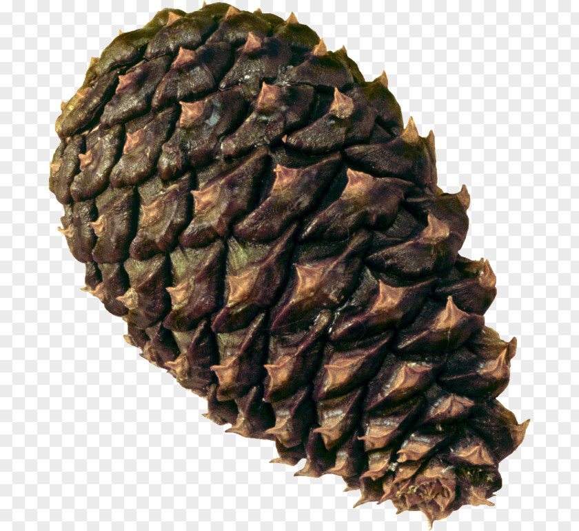 Conifer Cone Conifers Clip Art PNG