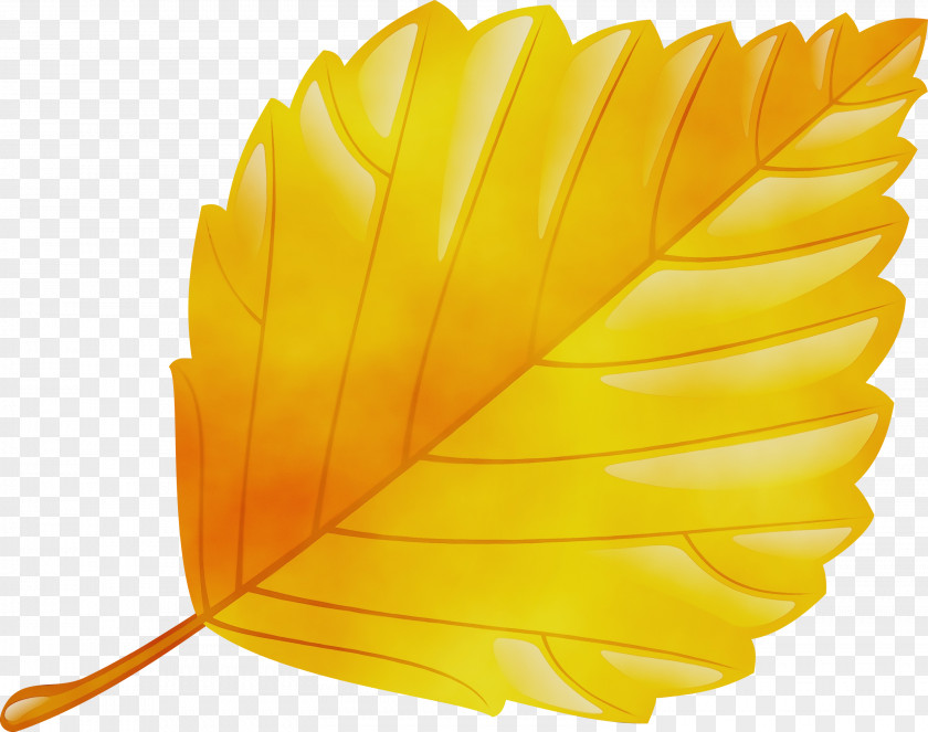 Feather PNG