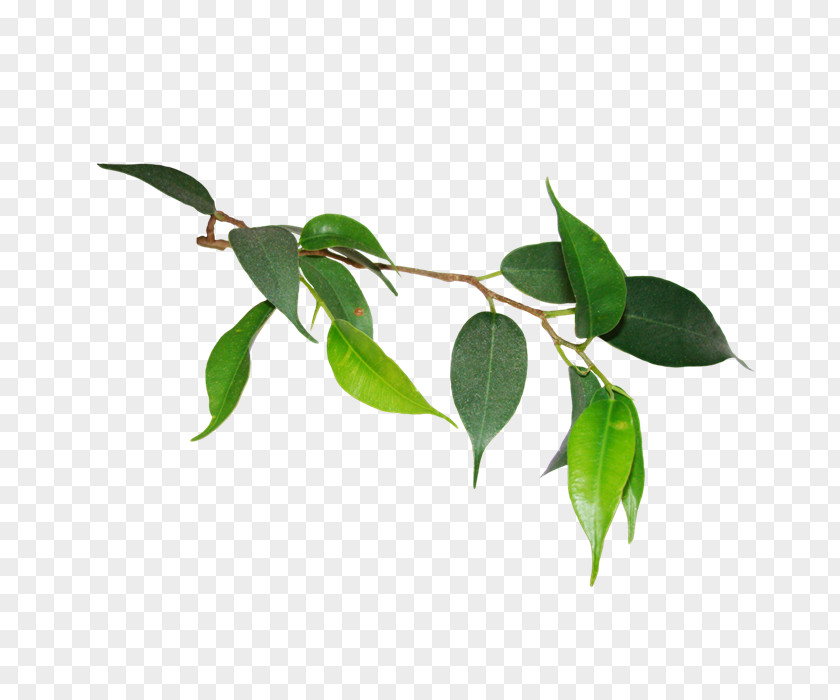 Leaf Plant Stem Twig .de Love PNG
