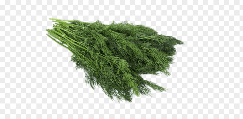 Plant Dill Herb Annual PNG