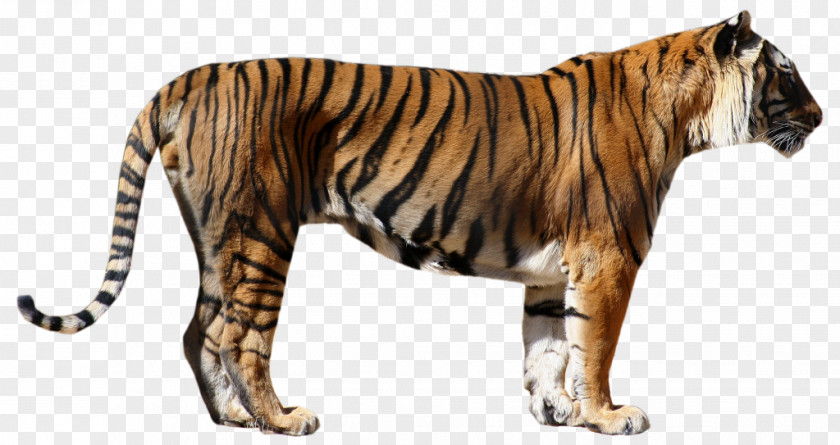 Tiger Big Cat Fur Wildlife PNG