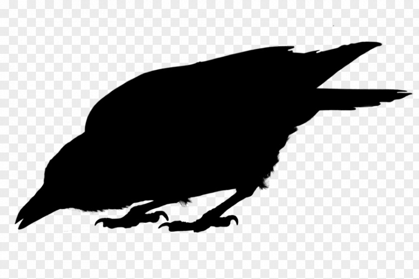 American Crow Common Raven Fauna Silhouette PNG